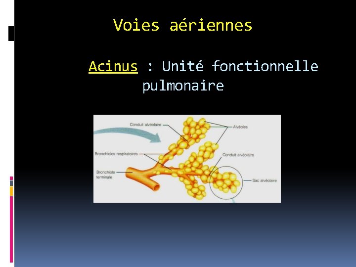 Voies aériennes Acinus : Unité fonctionnelle pulmonaire 