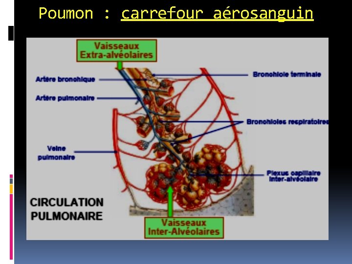 Poumon : carrefour aérosanguin 