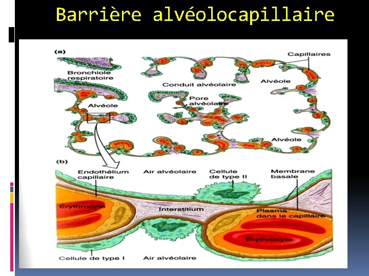 Barrière alvéolocapillaire 