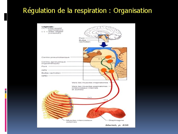 Régulation de la respiration : Organisation 