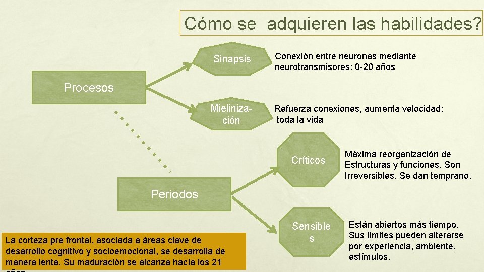 Cómo se adquieren las habilidades? Sinapsis Conexión entre neuronas mediante neurotransmisores: 0 -20 años