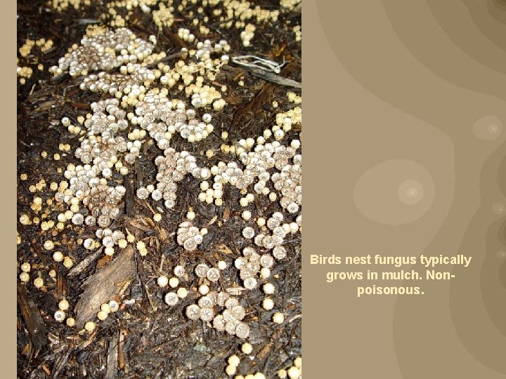 Birds nest fungus typically grows in mulch. Nonpoisonous. 