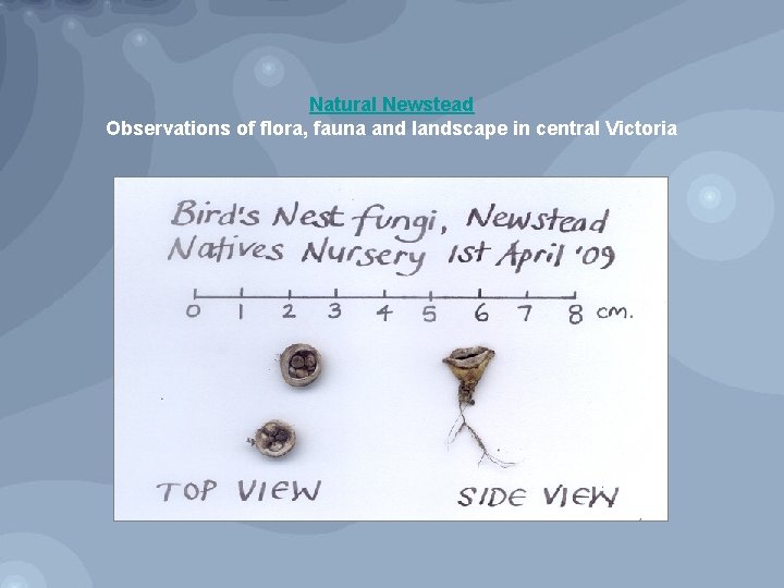 Natural Newstead Observations of flora, fauna and landscape in central Victoria 