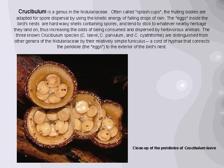 Crucibulum is a genus in the Nidulariaceae. Often called "splash cups", the fruiting bodies