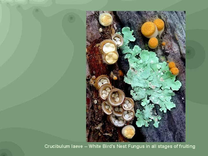 Crucibulum laeve -- White Bird's Nest Fungus in all stages of fruiting 