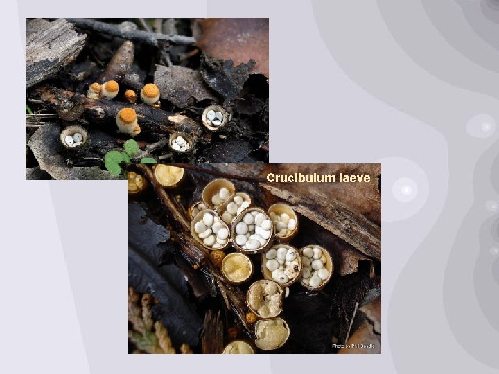 Crucibulum laeve 