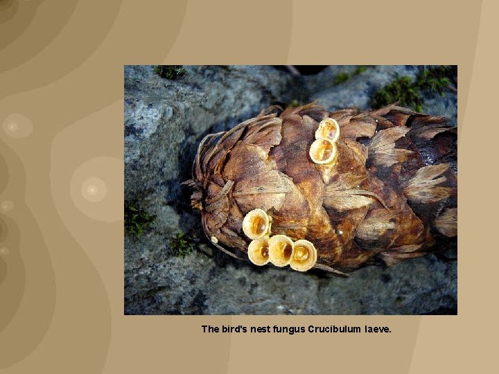 The bird's nest fungus Crucibulum laeve. 
