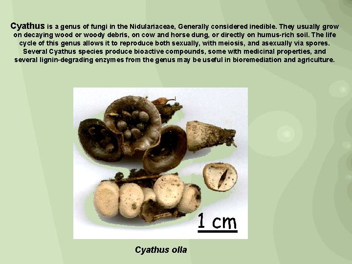Cyathus is a genus of fungi in the Nidulariaceae, Generally considered inedible. They usually