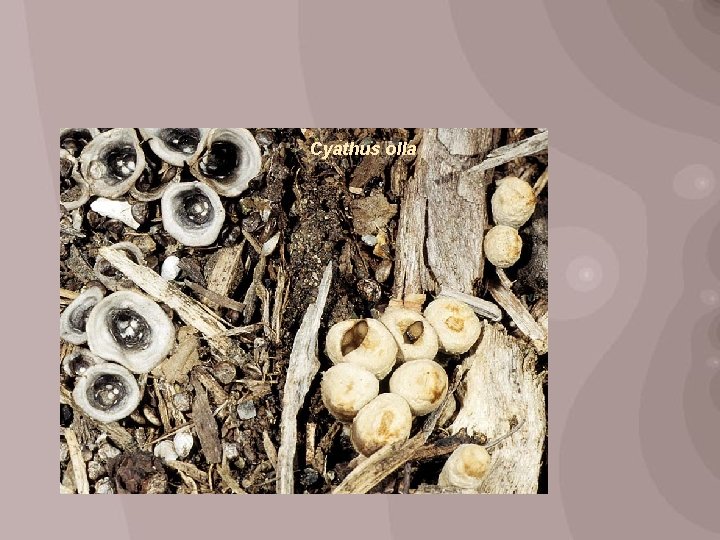 Cyathus olla 