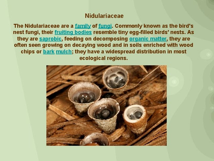 Nidulariaceae The Nidulariaceae are a family of fungi. Commonly known as the bird's nest