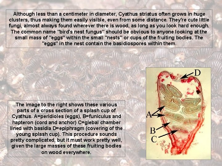 Although less than a centimeter in diameter, Cyathus striatus often grows in huge clusters,