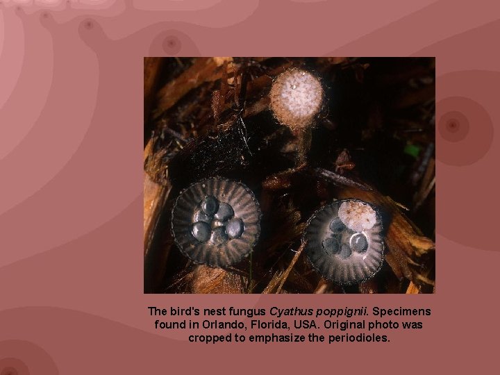 The bird's nest fungus Cyathus poppignii. Specimens found in Orlando, Florida, USA. Original photo