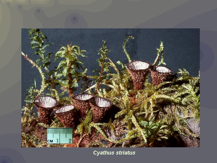 Cyathus striatus 