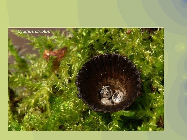 Cyathus striatus 