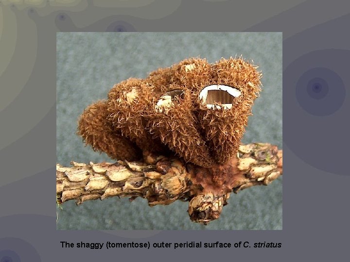 The shaggy (tomentose) outer peridial surface of C. striatus 