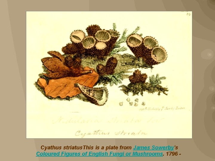 Cyathus striatus. This is a plate from James Sowerby's Coloured Figures of English Fungi