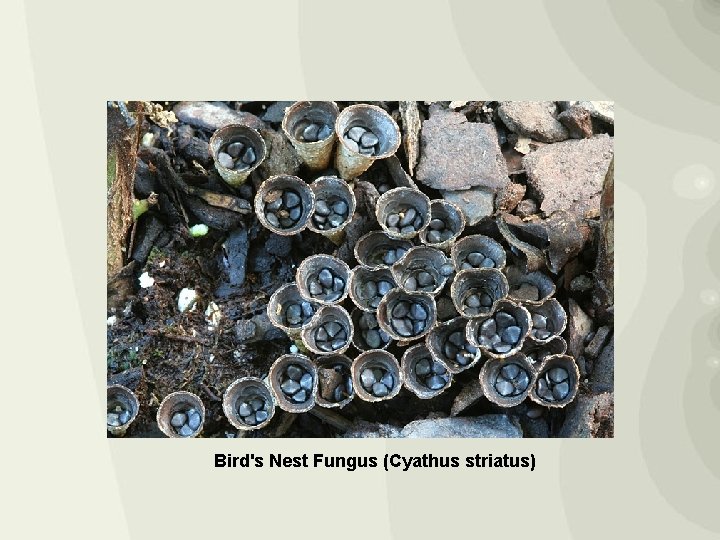 Bird's Nest Fungus (Cyathus striatus) 