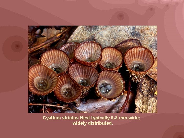 Cyathus striatus Nest typically 6 -8 mm wide; widely distributed. 