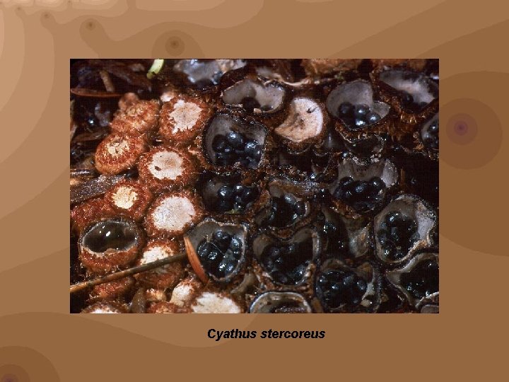 Cyathus stercoreus 