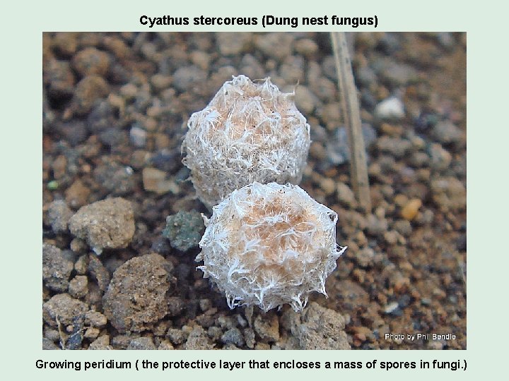 Cyathus stercoreus (Dung nest fungus) Growing peridium ( the protective layer that encloses a