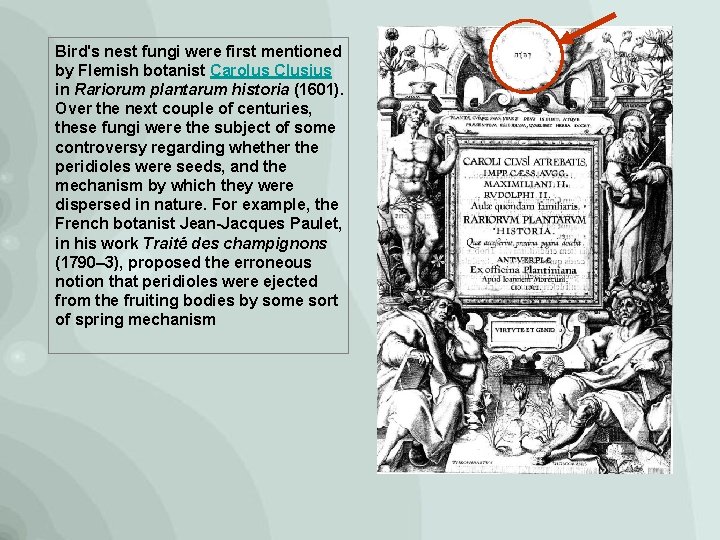 Bird's nest fungi were first mentioned by Flemish botanist Carolus Clusius in Rariorum plantarum