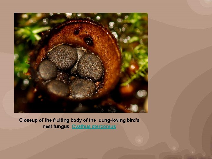 Closeup of the fruiting body of the dung-loving bird's nest fungus Cyathus stercoreus 