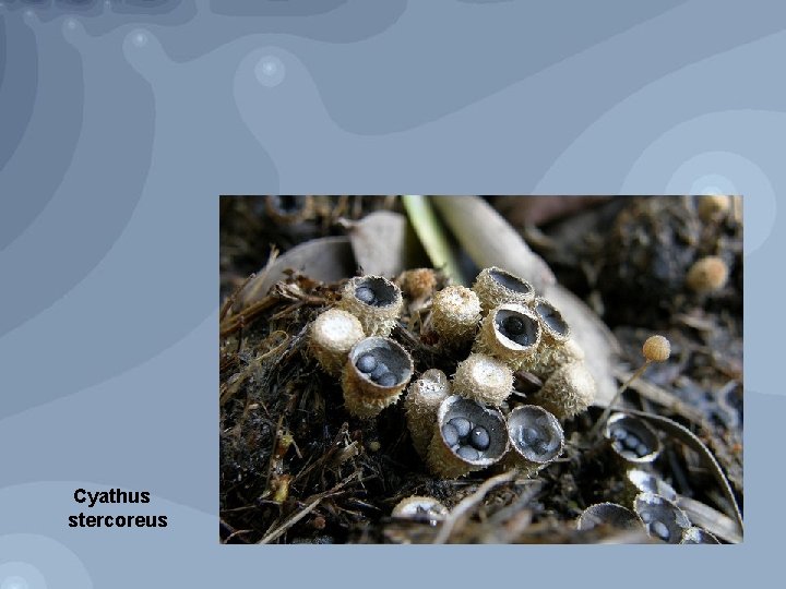 Cyathus stercoreus 