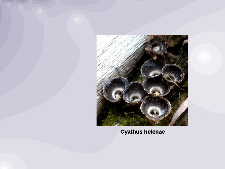 Cyathus helenae 