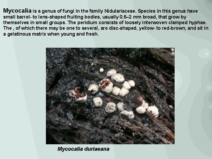 Mycocalia is a genus of fungi in the family Nidulariaceae. Species in this genus