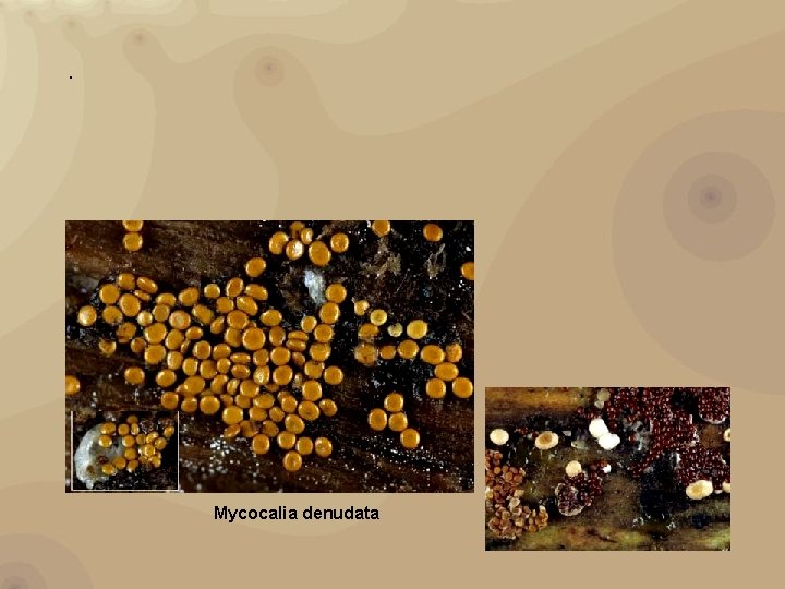 . Mycocalia denudata 