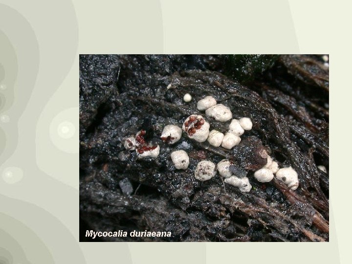 Mycocalia duriaeana 