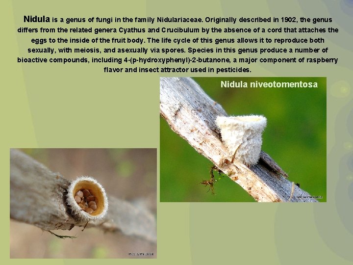 Nidula is a genus of fungi in the family Nidulariaceae. Originally described in 1902,