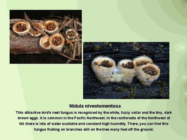 Nidula niveotomentosa This attractive bird's nest fungus is recognized by the white, fuzzy collar