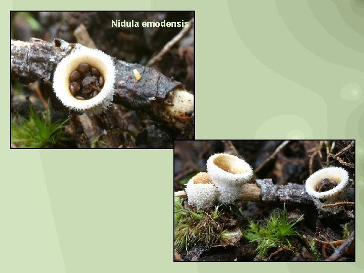 Nidula emodensis 