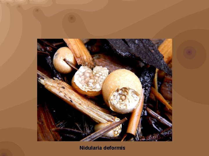 Nidularia deformis 