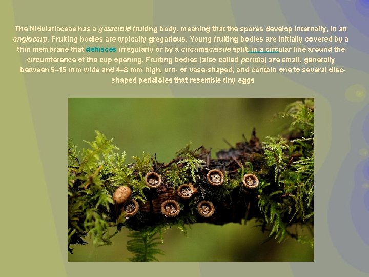 The Nidulariaceae has a gasteroid fruiting body, meaning that the spores develop internally, in
