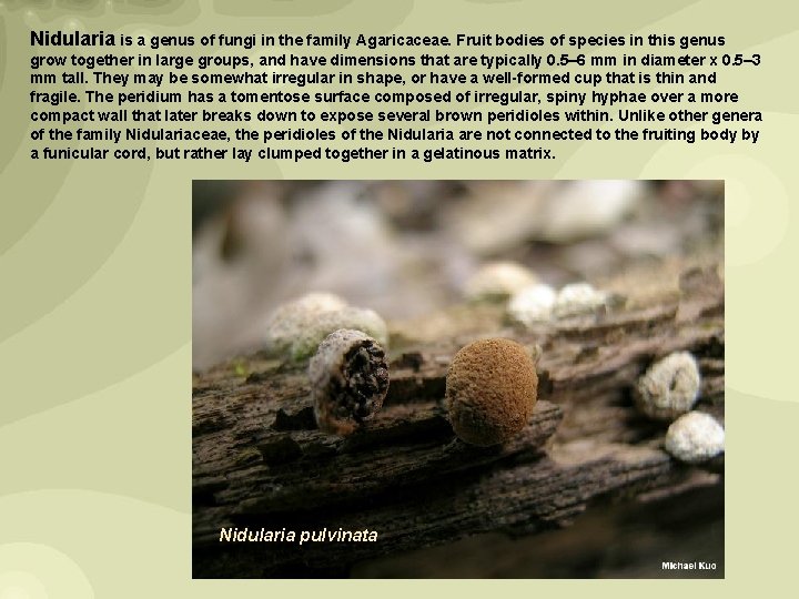 Nidularia is a genus of fungi in the family Agaricaceae. Fruit bodies of species