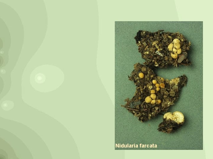 Nidularia farcata 