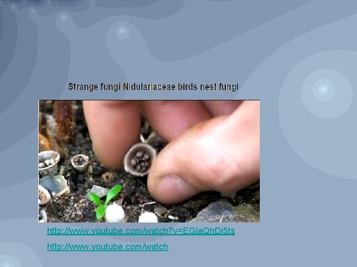 http: //www. youtube. com/watch? v=EGla. Qh. Di 5 ts http: //www. youtube. com/watch 