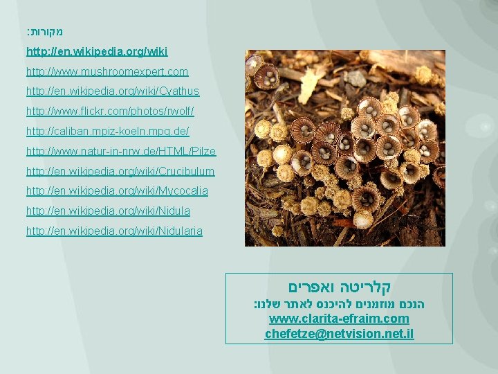 : מקורות http: //en. wikipedia. org/wiki http: //www. mushroomexpert. com http: //en. wikipedia. org/wiki/Cyathus
