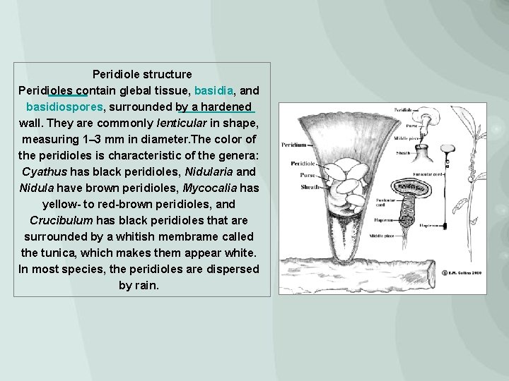 Peridiole structure Peridioles contain glebal tissue, basidia, and basidiospores, surrounded by a hardened wall.