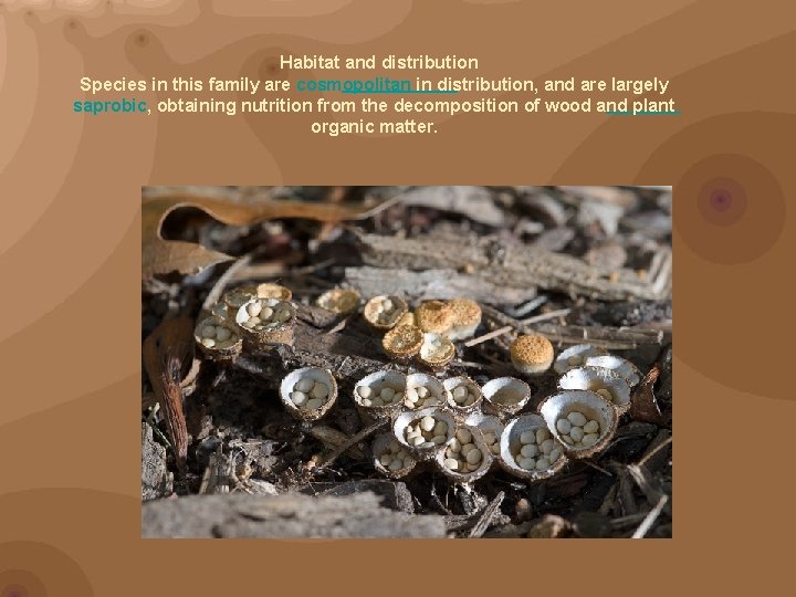 Habitat and distribution Species in this family are cosmopolitan in distribution, and are largely