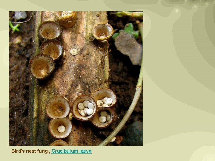 Bird's nest fungi, Crucibulum laeve 