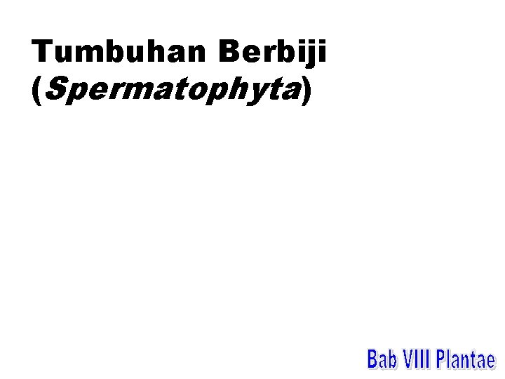 Tumbuhan Berbiji (Spermatophyta) 