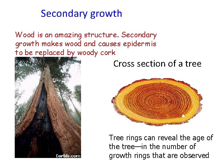 Secondary growth Wood is an amazing structure. Secondary growth makes wood and causes epidermis