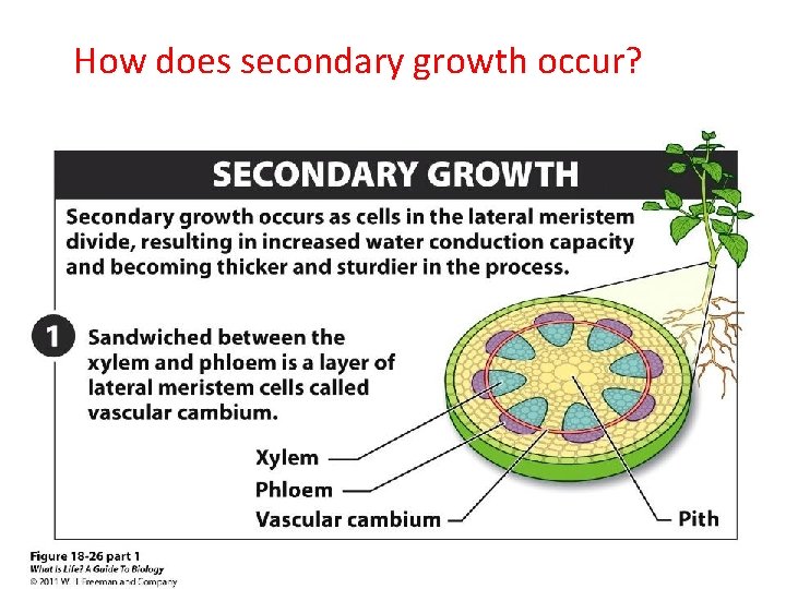 How does secondary growth occur? 