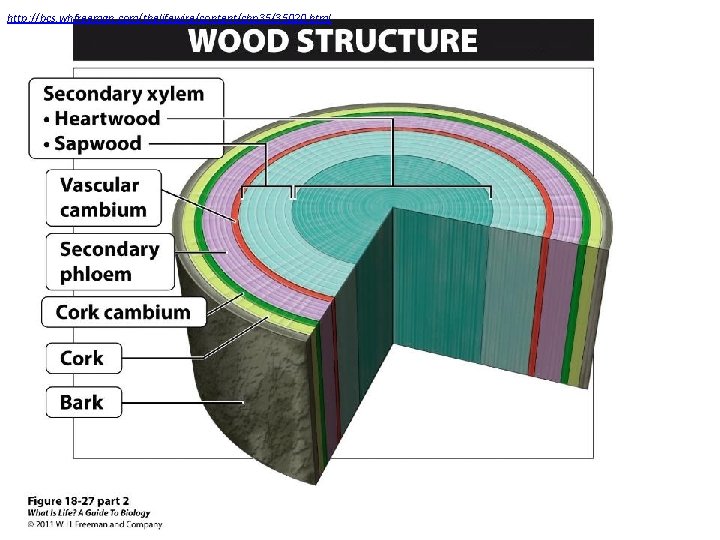 http: //bcs. whfreeman. com/thelifewire/content/chp 35/35020. html 