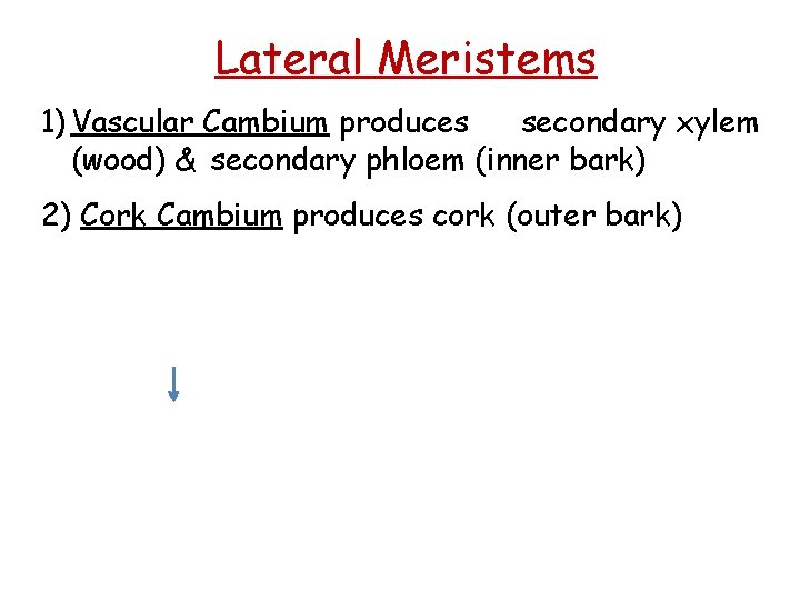 Lateral Meristems 1) Vascular Cambium produces secondary xylem (wood) & secondary phloem (inner bark)