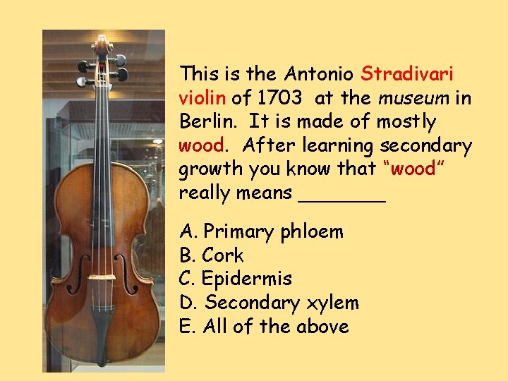 This is the Antonio Stradivari violin of 1703 at the museum in Berlin. It
