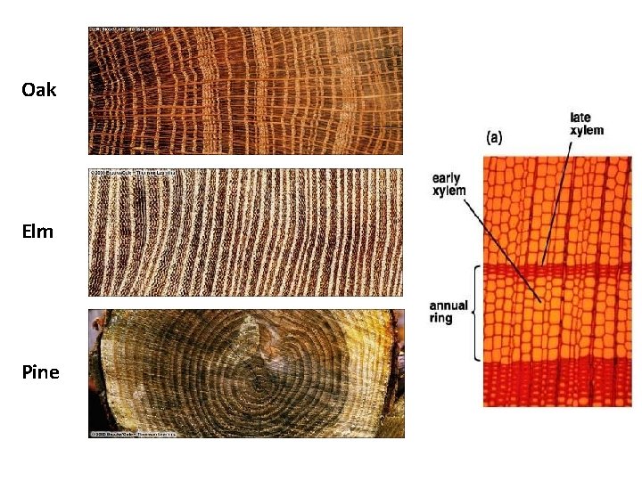Oak Elm Pine Do not post on Internet 